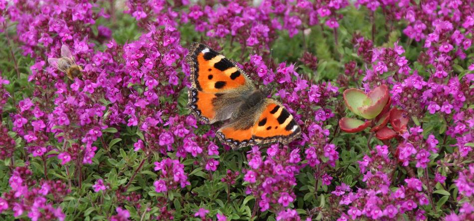 Butterfly on purple flowers at garden