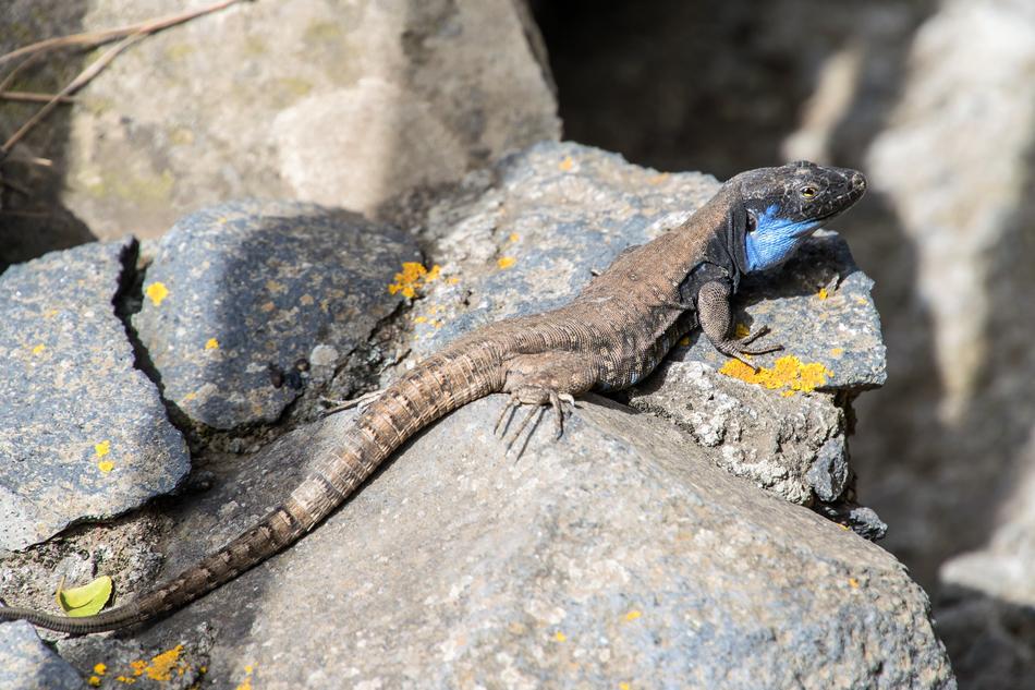 Gallotia galloti, male Lizard on stone