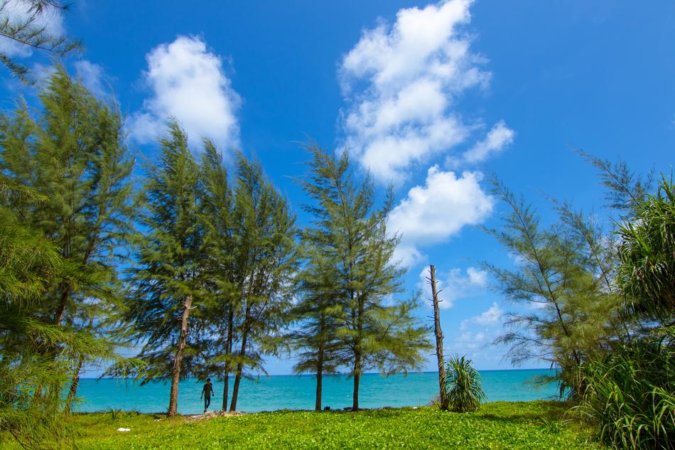 forest and Sea as a Background