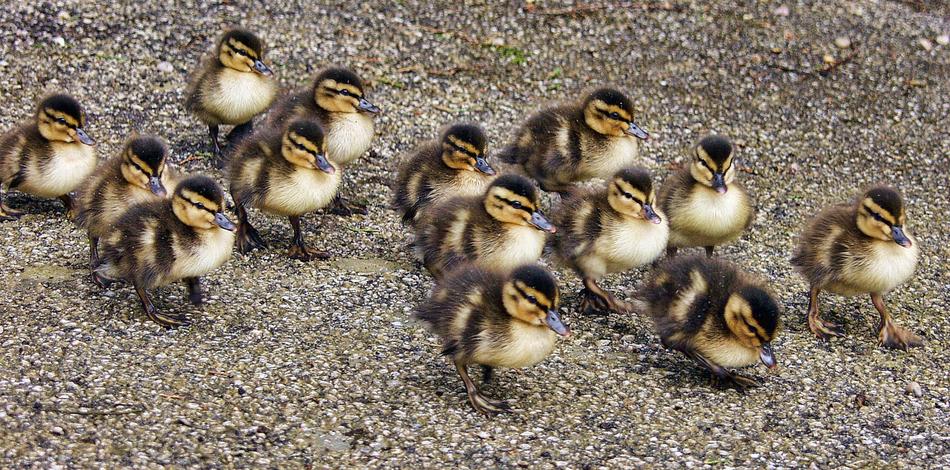 little ducks walking in a flock