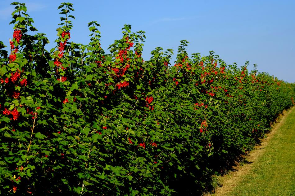 beautiful flowers on bushes in the field
