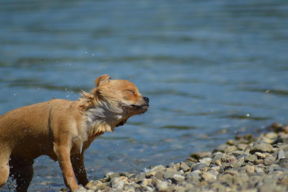 Chihuahua near the water