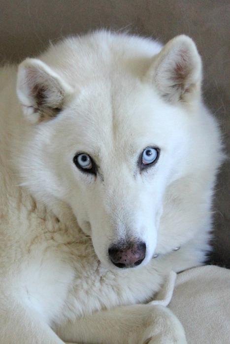 Husky Mix Dog
