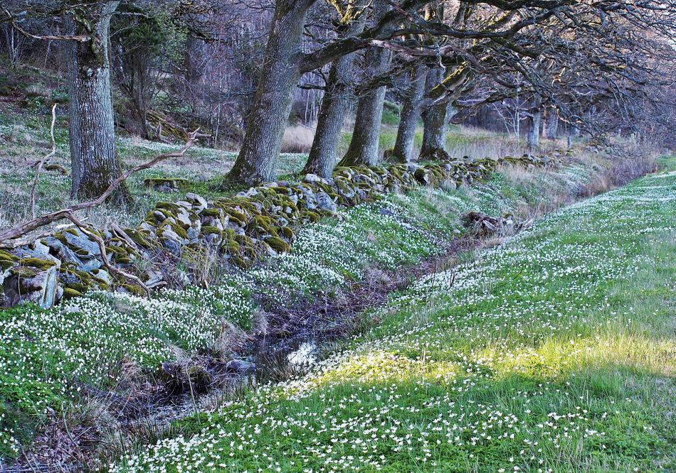 green magnificent park with flowers