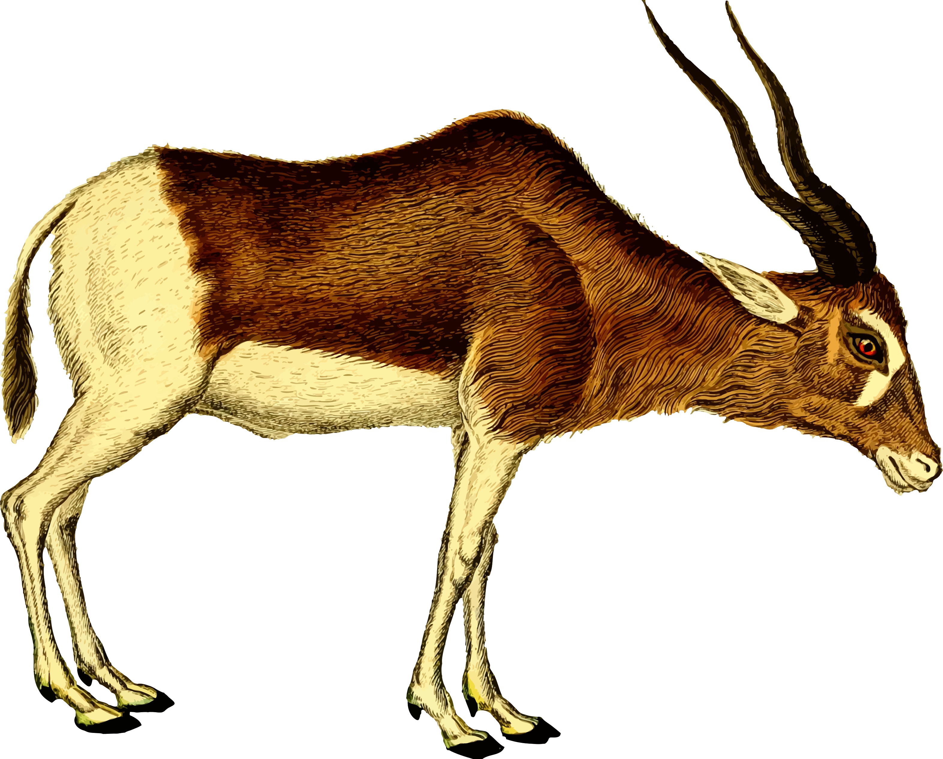 Animal Clipart Antelope