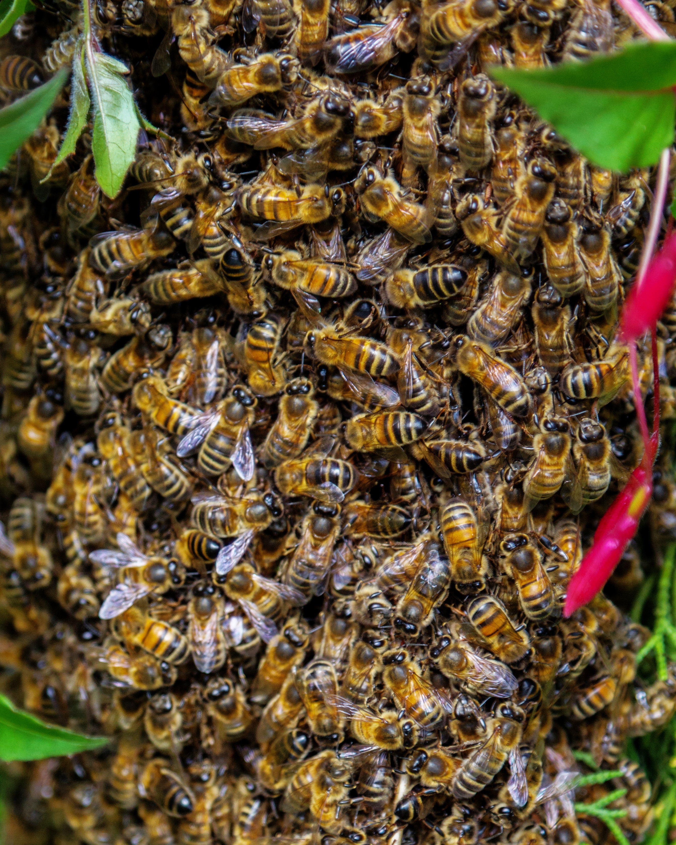 Роевые пчелы. Пчелиный Рой. Медоносные пчелы Рой. Рой пчелпгпирбеако. Медовая пчела Bee Swarm.