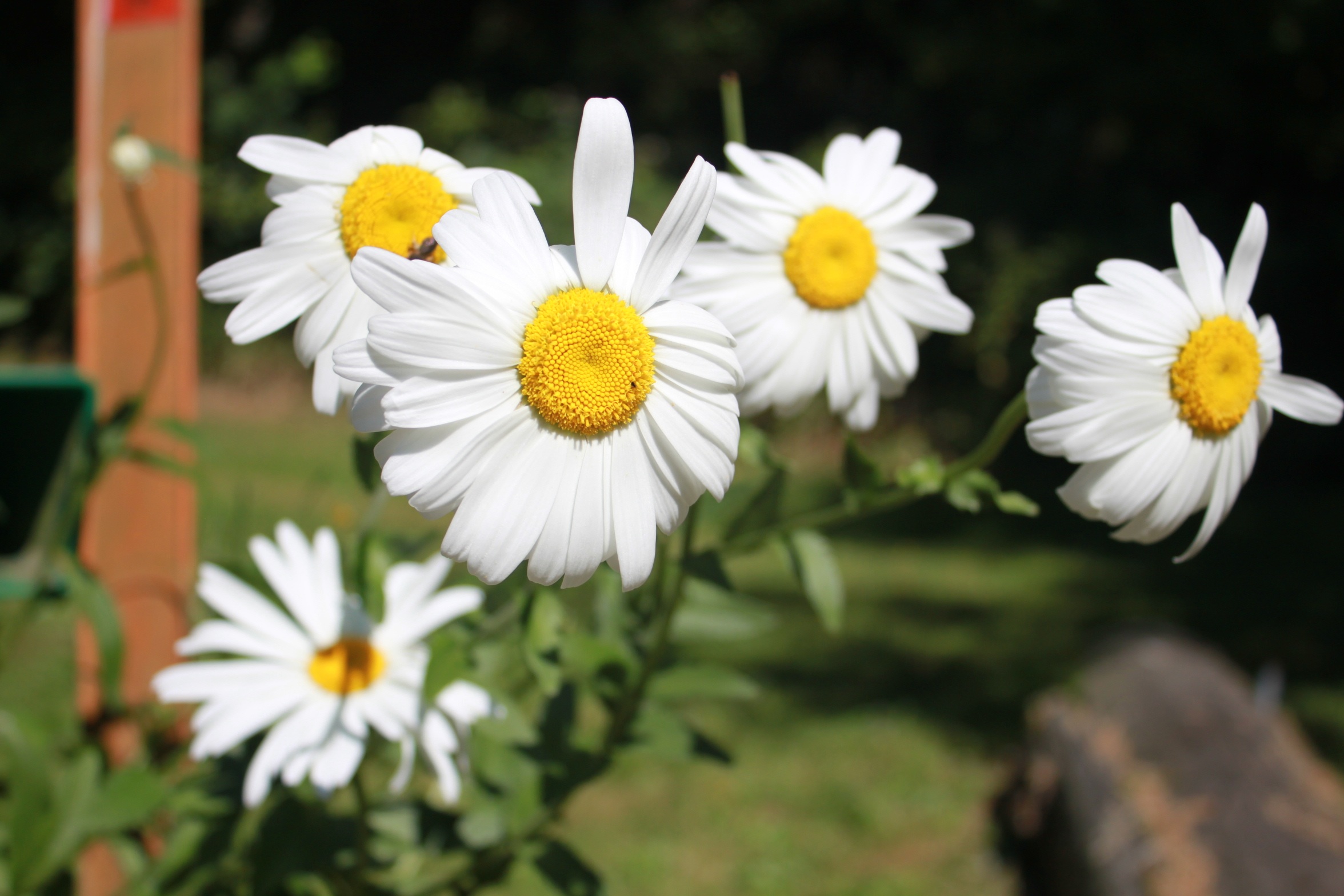 Flowers Daisy blooming free image download