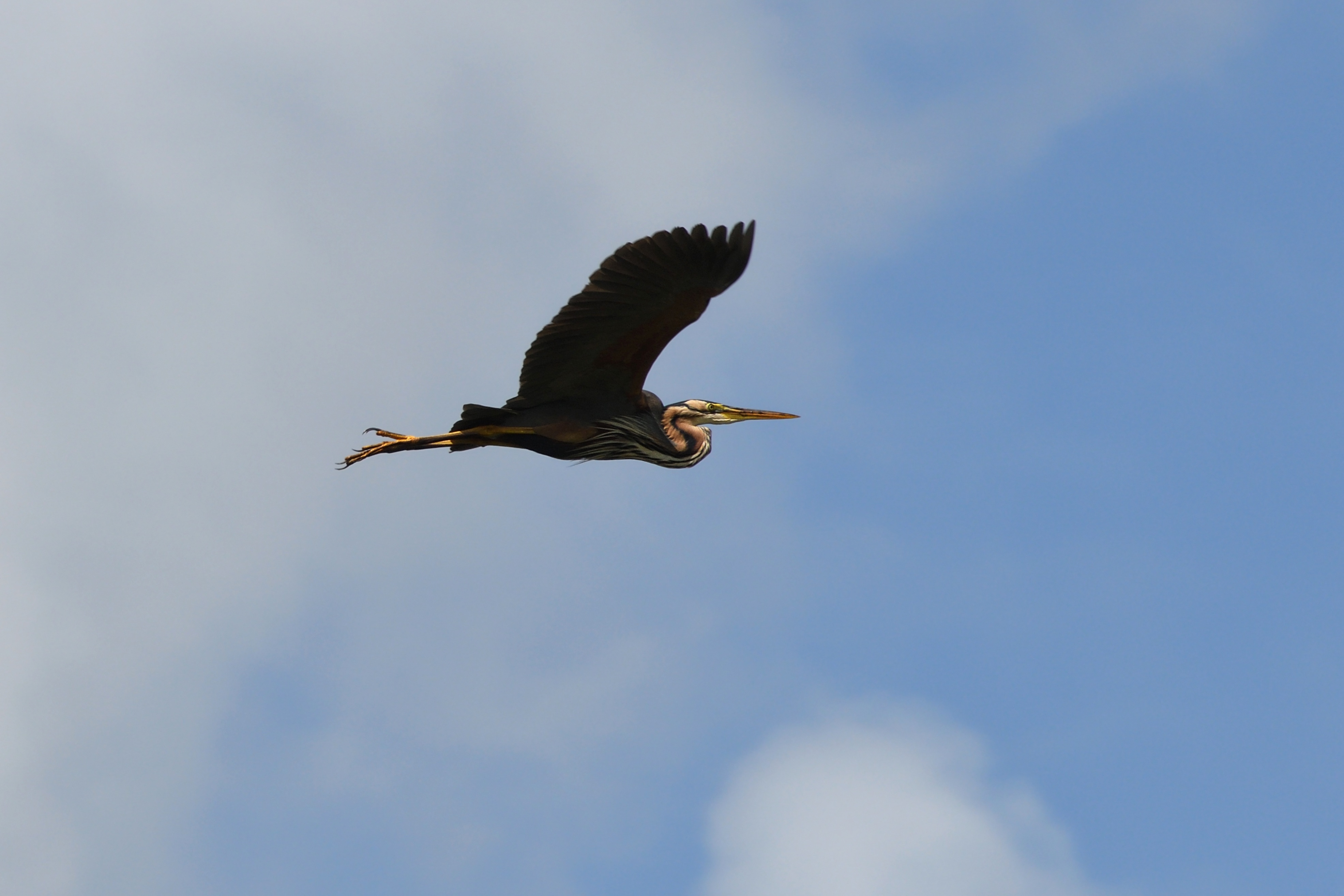 Heron flying in the sky free image download