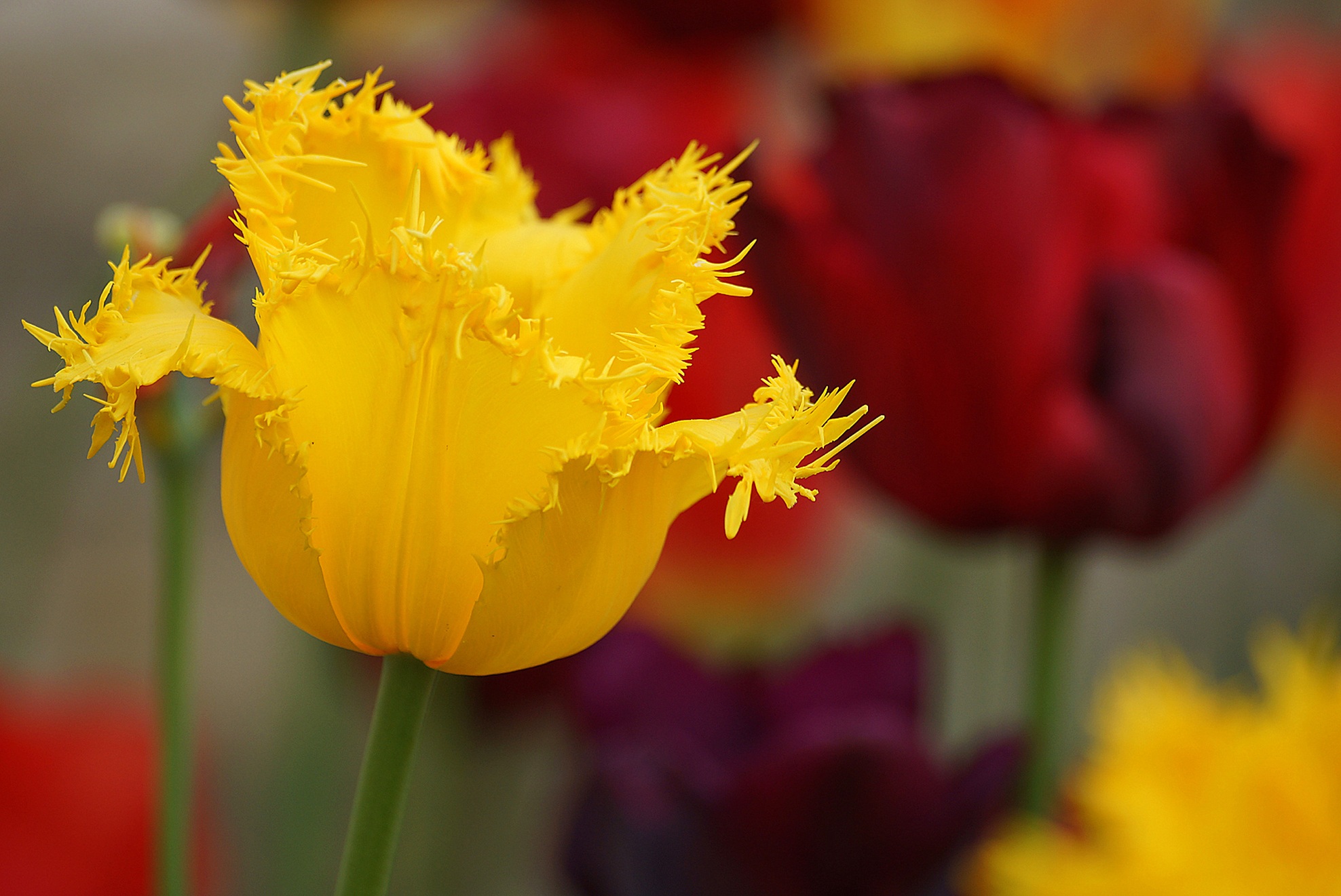 Yellow hungarian tulip free image download