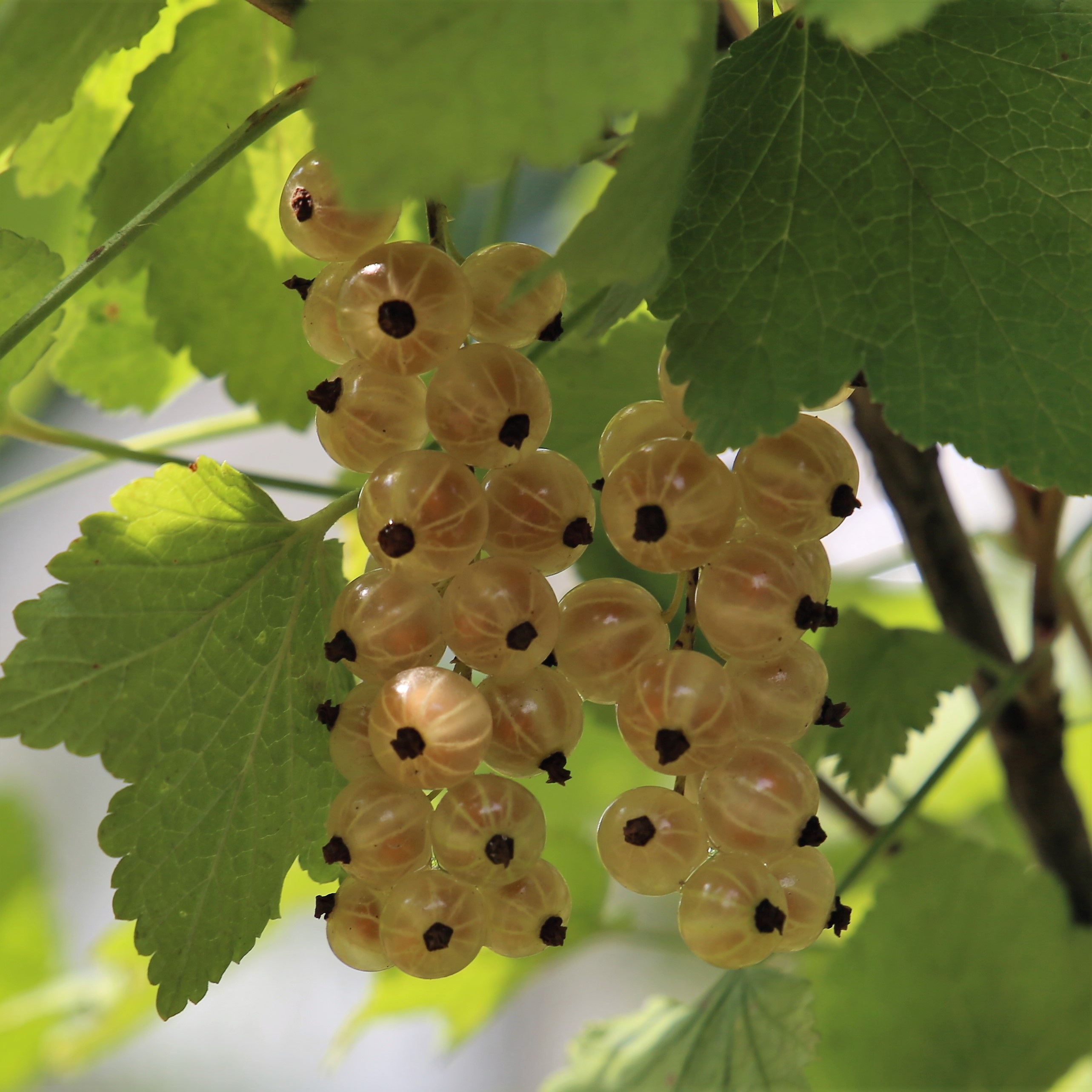 currant-summer-berry-free-image-download