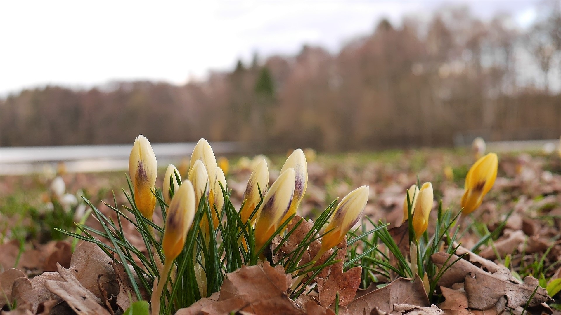 Spring Lake Nature free image download