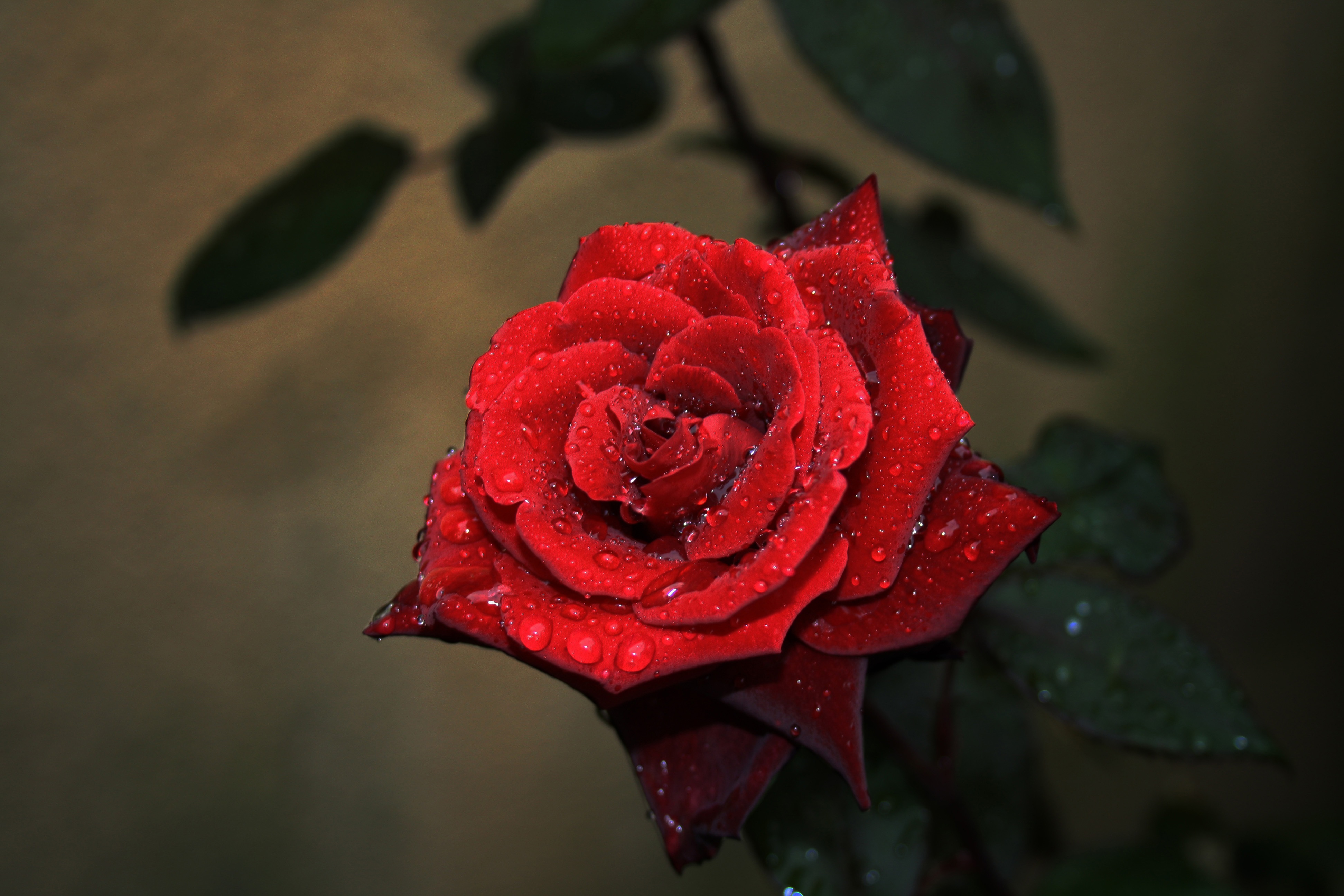 Темно красные розы обои