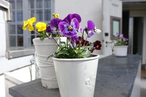 gorgeous potted flowers outside the house