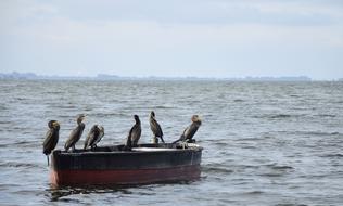 boat with birds in the water