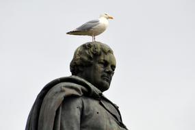 seagull perched head of O'Connell statue, Ireland, Dublin