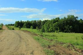 tree-lined road with grass