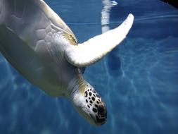 Sea Turtle underwater World