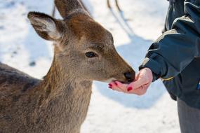 man feeds an animal