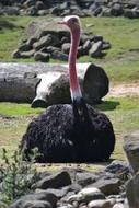 black ostrich at the zoo