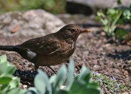 Cute and beautiful blackbird among the green plants and rocks