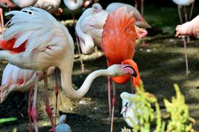 flamingo walking in the lake