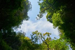 Background of Natural trees