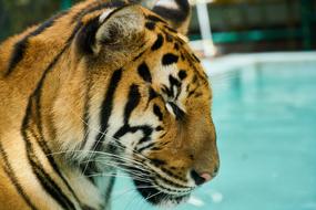 Tiger Wild close-up