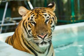 Wild Tiger face portrait