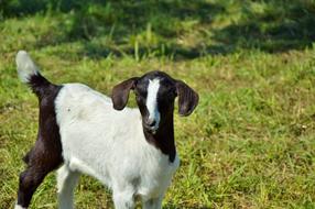 black and white goat on a green pasture, livestock