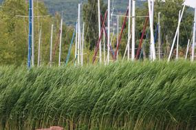 iron and grass landscape