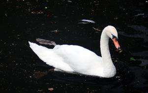 Swan Bird Water