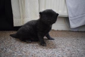 black Cat Kitten Animal