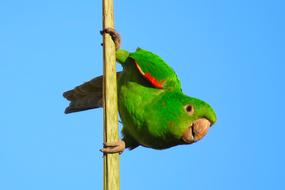 Close-up of the colorful, cute and beautiful maritaca on the branch in sunlight, under the blue sky