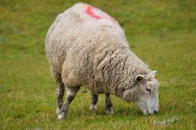 Sheep Grass Livestock