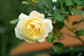 the gorgeous yellow rose in the garden