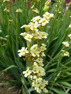 green grass with white flowers is gorgeous.