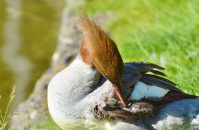 Merganser or Waterfowl