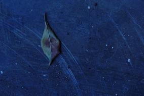 leaf on a blue background landscape