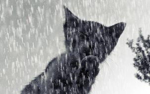 kitten in the rain close up