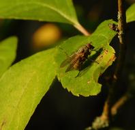 Macro Close view of Fly Insect on leaf
