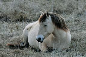 Cute and beautiful, colorful horse laying on the meadow with plants, in the winter