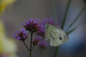 green-veined white Butterfly Close Up, blur background