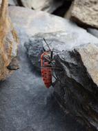 Red And Black Insect Beetle