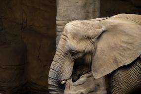 photo of Elephant Zoo Animals