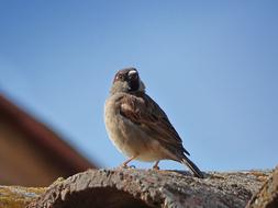 wild Sparrow Bird on Roof