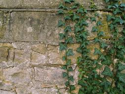 curly green plant on a stone wall