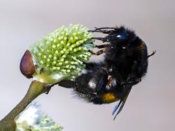 Stone Hummel Insect at nature