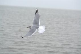 Herring Gull Seagull Larus at flight