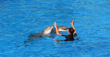 dolphins with a man in the water