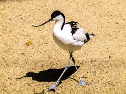 ground bird with long legs